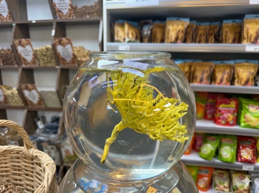 Rose of Jericho in water