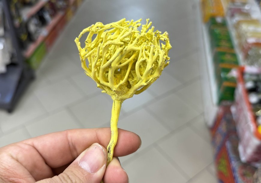 Rose of Jericho opening