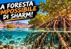 La foresta impossibile di Sharm: alberi che crescono nel mare!