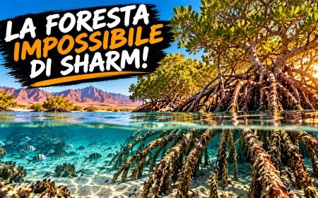 La foresta impossibile di Sharm: alberi che crescono nel mare!