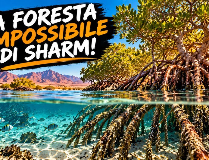 La foresta impossibile di Sharm: alberi che crescono nel mare!