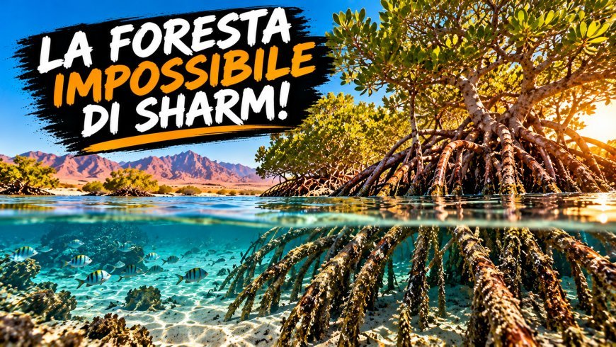 La foresta impossibile di Sharm: alberi che crescono nel mare!